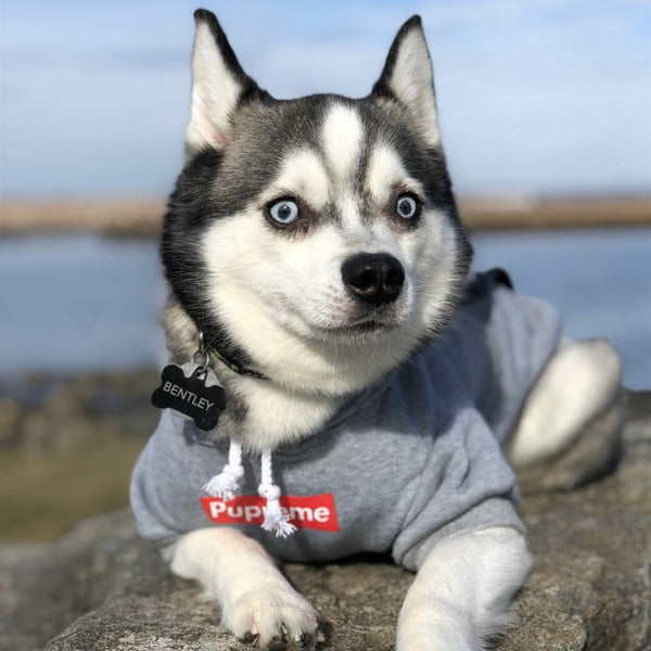 GrumpyMutt™ - Das witzigste Outfit für deinen Hund und deine Katze